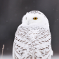 Waabigo Gookookoo (meaning Snowy Owl in Ojibway) 