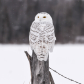 Waabigo Gookookoo (meaning Snowy Owl in Ojibway) 