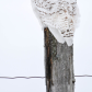 Waabigo Gookookoo (meaning Snowy Owl in Ojibway) 