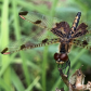 Dainty Dragonfly 