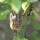 Chipmunk