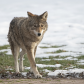 Coyote