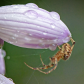 Spider and Raindrops