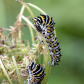 Black Swallowtail Caterpillars