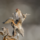 Common Redpoll on Milkweed