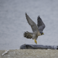 Scoping the shoreline