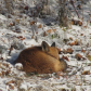 Fox napping in backyard