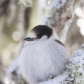 Gray Jay on top of Washington Mount