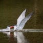Caspian tern mom feeding its grown up kid