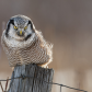 Northern hawk owl on a fence post