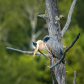 Great Blue Heron in Tree