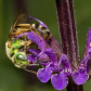 Sweat bee