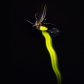 Firefly