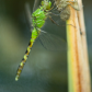 Newborn Dragonfly