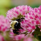 bee in the sedum