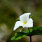 trillium