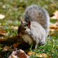 squirrel at the feeder