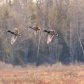 Evening Flight