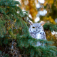 Winkin' Owl