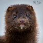 Mink