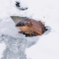 Muskrat 