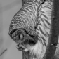 Barred Owl