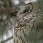 Barred Owl
