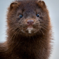 Mink