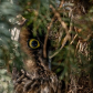 Long eared owl