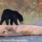 Georgian Bay Black Bear