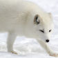 Artic FOX
