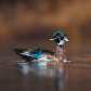 The Wood Duck 