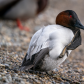 Canvasback