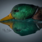 Mallard skimming the surface