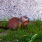 La Marmotte