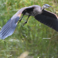 Heron Takeoff