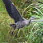 Heron flying