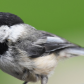 Black Capped Chickadee