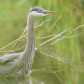 Great Blue Heron in a Pond