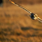 Short Eared Owl Hunting