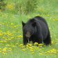 Foraging