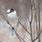 Canadian Jay (Whiskey Jack)