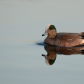 American Wigeon at sunset.