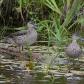 Blue-winged Teals