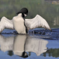 Loon Dance