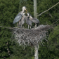 Heron Feeding Frenzy