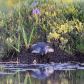 Loon on nest