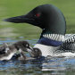 Loon babies fighting