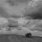 The Solitary Tree