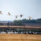 Whooping Cranes in the Wild 